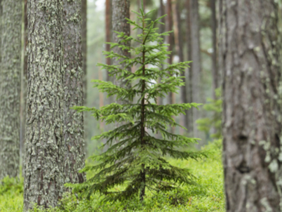 Tree in a forest (photo)