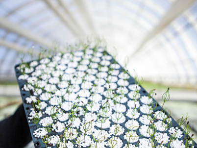 Greenhouse (photo)