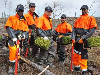 Newly arrived young migrants at forest work (photo)