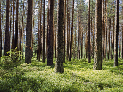 Forest (photo)