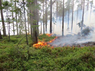 Forest fires (photo)