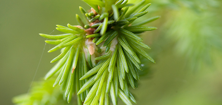 Forest plant (photo)