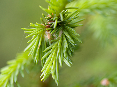 Forest plant (photo)